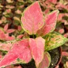 Aglaonema Ruby Ray Live Plant – 4 Inch Pot Indoor Tropical Houseplant - Image 1