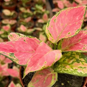 Aglaonema Ruby Ray Live Plant – 4 Inch Pot – Tropical Houseplant Indoor - Image 2
