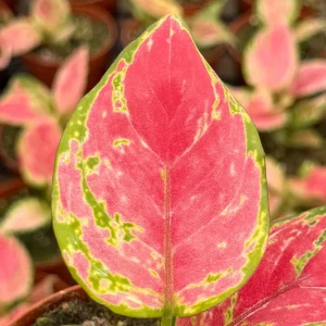 Aglaonema Ruby Ray Live Plant – 4 Inch Pot – Tropical Houseplant Indoor - Image 3