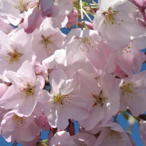 Akebono Flowering Cherry Tree Live Plant - 2.5-inch Pot, Pale Pink Blossoms, Outdoor - Image 2