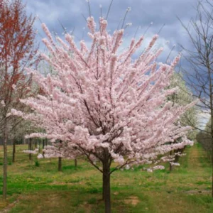 Akebono Flowering Cherry Tree Live Plant - 2.5-inch Pot, Pale Pink Blossoms, Outdoor - Image 4