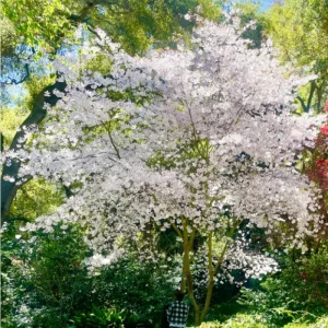 Akebono Flowering Cherry Tree Live Plant - 2.5-inch Pot, Pale Pink Blossoms, Outdoor - Image 1