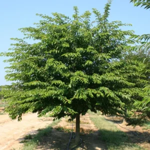 Akebono Flowering Cherry Tree Live Plant - 2.5-inch Pot, Pale Pink Blossoms, Outdoor - Image 7