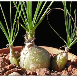 Albuca Polyphylla 'Augrabies Hills' Live Succulent Plant – 2 Inch Pot – Indoor/Outdoor - Image 2