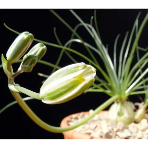Albuca Polyphylla 'Augrabies Hills' Live Succulent Plant – 2 Inch Pot – Indoor/Outdoor - Image 4