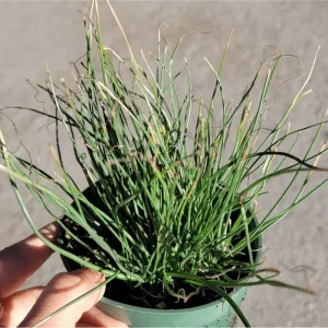 Albuca Polyphylla 'Augrabies Hills' Live Succulent Plant – 2 Inch Pot – Indoor/Outdoor - Image 5