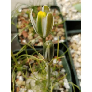Albuca Polyphylla 'Augrabies Hills' Live Succulent Plant – 2 Inch Pot – Indoor/Outdoor - Image 6