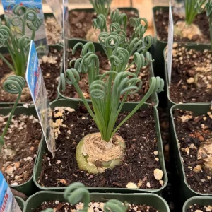 Albuca Spiralis Live Plant - Curly Grass Rare Succulent - 4 Inch or 6 Inch Pot - Image 1