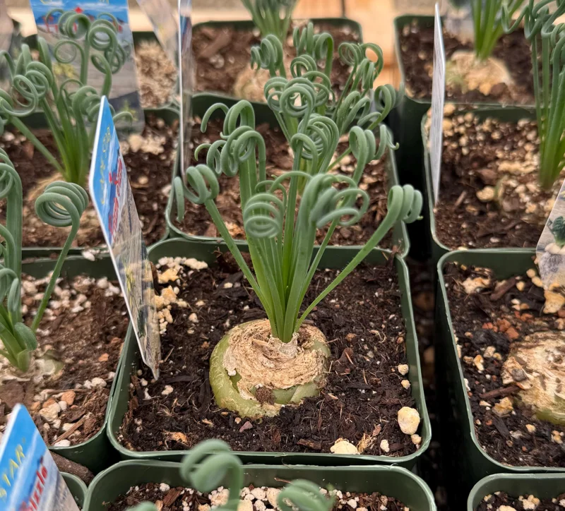 Albuca Spiralis Live Plant - Curly Grass Rare Succulent - 4 Inch or 6 Inch Pot - Image 1