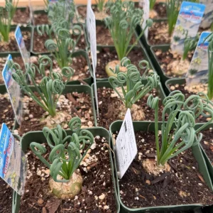 Albuca Spiralis Live Plant - Curly Grass Rare Succulent - 4 Inch or 6 Inch Pot - Image 2