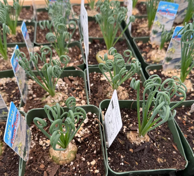 Albuca Spiralis Live Plant - Curly Grass Rare Succulent - 4 Inch or 6 Inch Pot - Image 2