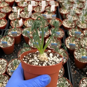 Albuca Spiralis Live Plant - Curly Grass Rare Succulent - 4 Inch or 6 Inch Pot - Image 3
