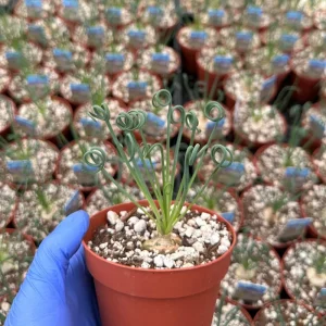 Albuca Spiralis Live Plant - Curly Grass Rare Succulent - 4 Inch or 6 Inch Pot - Image 5