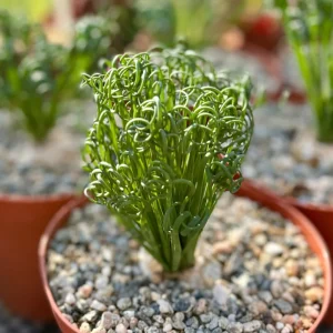 Albuca Spiralis Live Plant - Curly Grass Rare Succulent - 4 Inch or 6 Inch Pot - Image 7