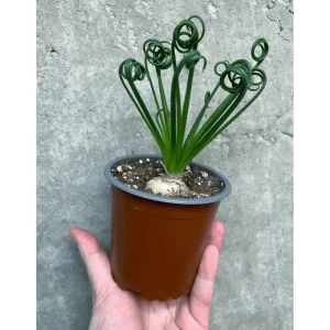 Albuca Spiralis Live Plant - Frizzle Sizzle Succulent 3.5 Inch Pot - Corkscrew Albuca - Image 2