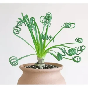 Albuca Spiralis Live Plant - Frizzle Sizzle Succulent 3.5 Inch Pot - Corkscrew Albuca - Image 1