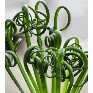 Albuca Spiralis Live Plant - Frizzle Sizzle Succulent 3.5 Inch Pot - Corkscrew Albuca - Image 3