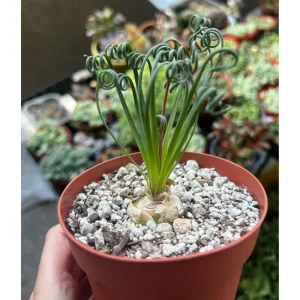 Albuca Spiralis Live Plant - Frizzle Sizzle Succulent 3.5 Inch Pot - Corkscrew Albuca - Image 4