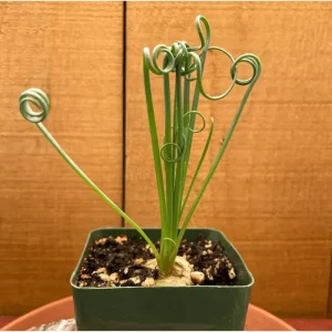 Albuca Spiralis Live Plant - Frizzle Sizzle Succulent 3.5 Inch Pot - Corkscrew Albuca - Image 5