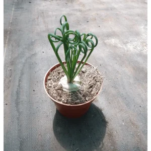 Albuca Spiralis Live Plant - Frizzle Sizzle Succulent 3.5 Inch Pot - Corkscrew Albuca - Image 6
