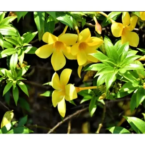 Allamanda Golden Trumpet Live Plant Pack, 3 Plants, 4-8 Inch Tall, Yellow Blooms - Image 2