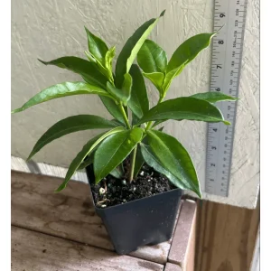 Allamanda Golden Trumpet Live Plant Pack, 3 Plants, 4-8 Inch Tall, Yellow Blooms - Image 3