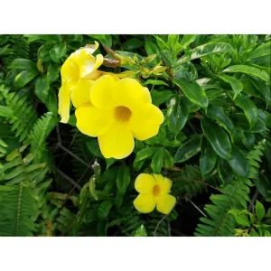 Allamanda Golden Trumpet Live Plant Pack, 3 Plants, 4-8 Inch Tall, Yellow Blooms - Image 4