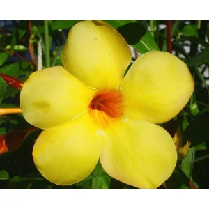 Allamanda Golden Trumpet Live Plant Pack, 3 Plants, 4-8 Inch Tall, Yellow Blooms - Image 5