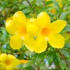 Allamanda Golden Trumpet Live Plant Pack, 3 Plants, 4-8 Inch Tall, Yellow Blooms - Image 1