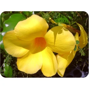 Allamanda Live Starter Plants – Golden Trumpet Yellow Flower – 4 Pack, 4-8 Inch Tall - Image 4