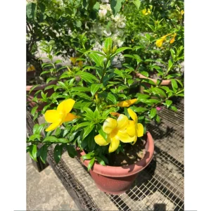 Allamanda Live Starter Plants – Golden Trumpet Yellow Flower – 4 Pack, 4-8 Inch Tall - Image 7