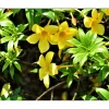 Allamanda Live Starter Plants – Golden Trumpet Yellow Flower – 4 Pack, 4-8 Inch Tall - Image 1