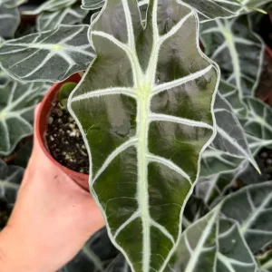 Alocasia Amazonica Live Plant - African Mask Houseplant - 4 Inch Pot - Image 2