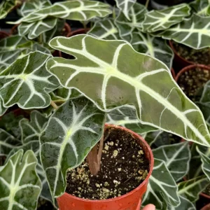 Alocasia Amazonica Live Plant - African Mask Houseplant - 4 Inch Pot - Image 3