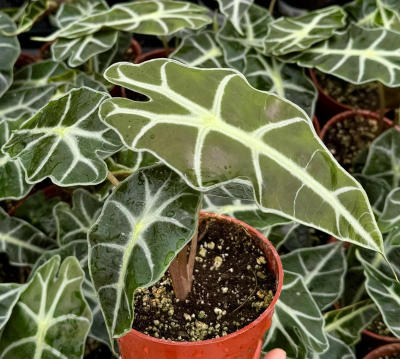 Alocasia Amazonica Live Plant - African Mask Houseplant - 4 Inch Pot - Image 3