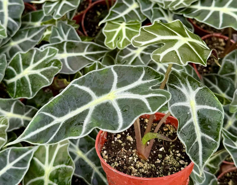 Alocasia Amazonica Live Plant - African Mask Houseplant - 4 Inch Pot - Image 4