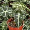 Alocasia Amazonica Live Plant - African Mask Houseplant - 4 Inch Pot - Image 1