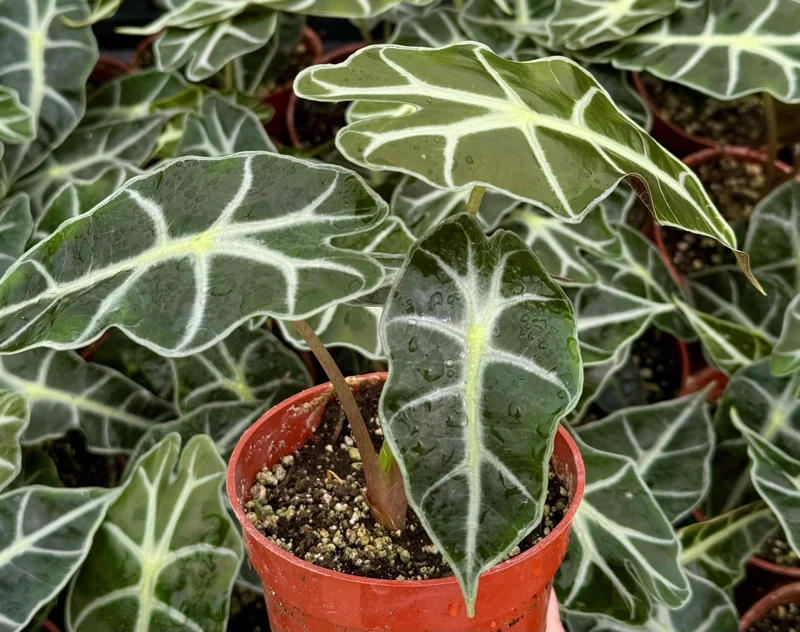 Alocasia Amazonica Live Plant - African Mask Houseplant - 4 Inch Pot - Image 1