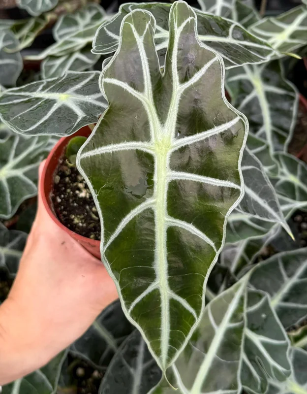 Alocasia Amazonica Live Plant – African Mask Plant – Houseplant in 4 Inch Pot - Image 2