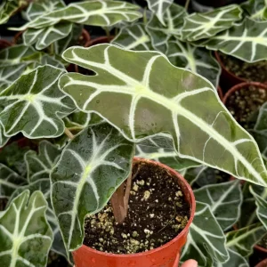 Alocasia Amazonica Live Plant – African Mask Plant – Houseplant in 4 Inch Pot - Image 3