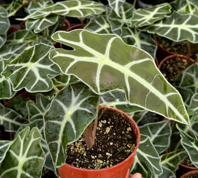 Alocasia Amazonica Live Plant – African Mask Plant – Houseplant in 4 Inch Pot - Image 3