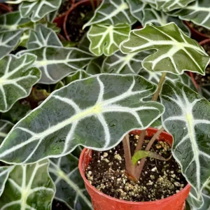 Alocasia Amazonica Live Plant – African Mask Plant – Houseplant in 4 Inch Pot - Image 4