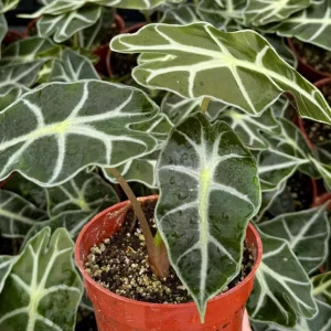 Alocasia Amazonica Live Plant – African Mask Plant – Houseplant in 4 Inch Pot - Image 1