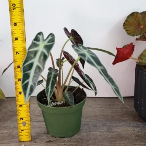 Alocasia Bambino Live Plant – 4 Inch Nursery Pot – Dwarf Jewel Alocasia Indoor Plant - Image 2