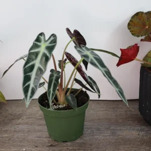 Alocasia Bambino Live Plant – 4 Inch Nursery Pot – Dwarf Jewel Alocasia Indoor Plant - Image 3