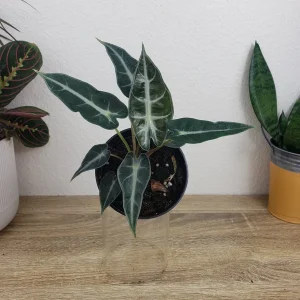 Alocasia Bambino Live Plant – 4 Inch Nursery Pot – Dwarf Jewel Alocasia Indoor Plant - Image 4