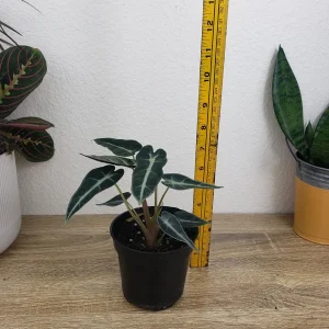 Alocasia Bambino Live Plant – 4 Inch Nursery Pot – Dwarf Jewel Alocasia Indoor Plant - Image 5