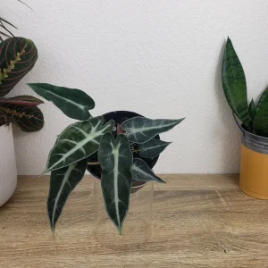 Alocasia Bambino Live Plant – 4 Inch Nursery Pot – Dwarf Jewel Alocasia Indoor Plant - Image 6