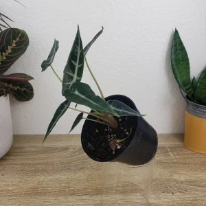 Alocasia Bambino Live Plant – 4 Inch Nursery Pot – Dwarf Jewel Alocasia Indoor Plant - Image 7