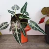 Alocasia Bambino Live Plant – 4 Inch Nursery Pot – Dwarf Jewel Alocasia Indoor Plant - Image 1